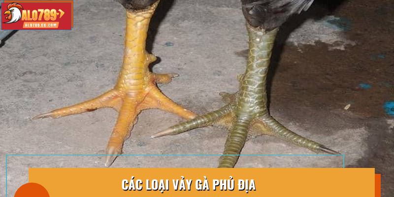 Các loại vảy gà phủ địa