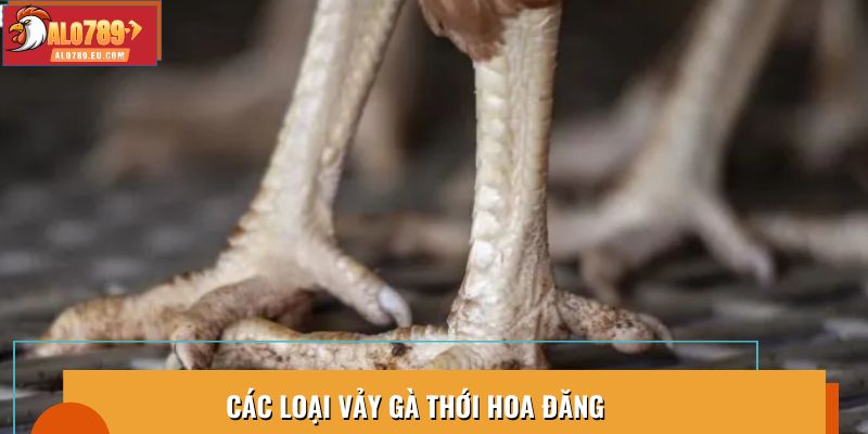 Các loại vảy gà thới hoa đăng