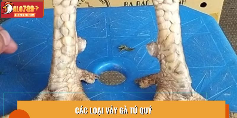 Các loại vảy gà tứ quý