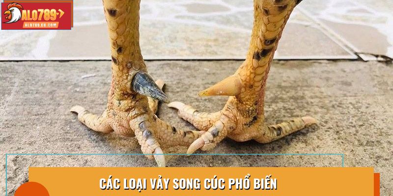 Các loại vảy song cúc phổ biến