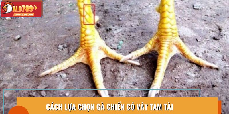 Cách lựa chọn gà chiến có vảy tam tài