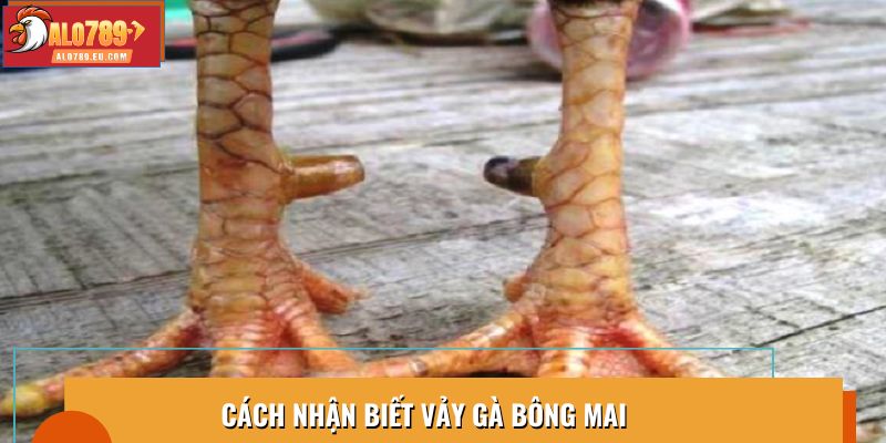 Cách nhận biết vảy gà bông mai
