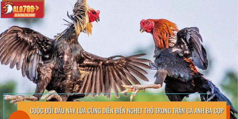 Cuộc đối đầu nảy lửa cùng diễn biến nghẹt thở trong trận gà Anh Ba Cọp