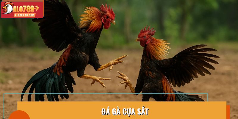 Đá gà cựa sắt trực tiếp C3 trận đấu quyết liệt với chiến kê mạnh