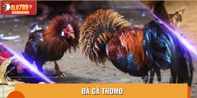 Đá Gà Thomo: Luật Chơi và Quy Định Quan Trọng Cần Biết