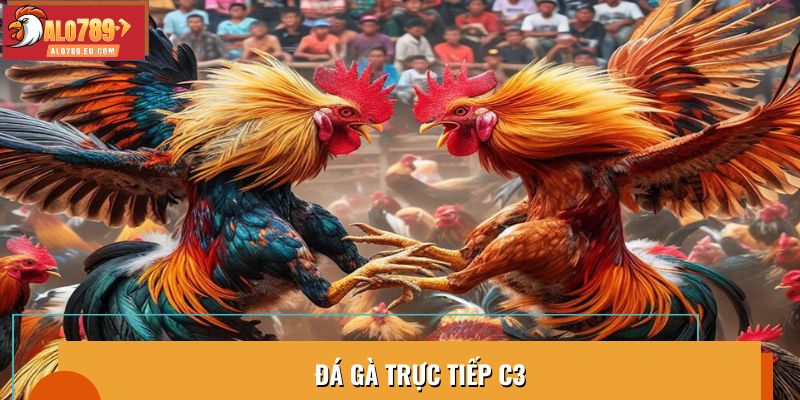 Đá Gà Trực Tiếp C3: Cập Nhật Mới Nhất Về Các Trận Đấu