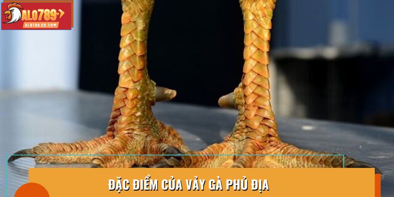 Đặc điểm của vảy gà phủ địa