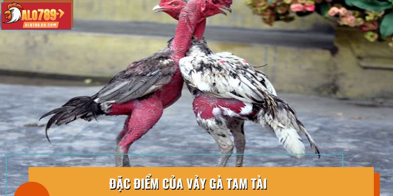 Đặc điểm của vảy gà tam tài