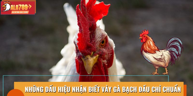 Dấu hiệu nhận biết Vảy Gà Bạch Đầu Chỉ chuẩn, giúp chọn giống