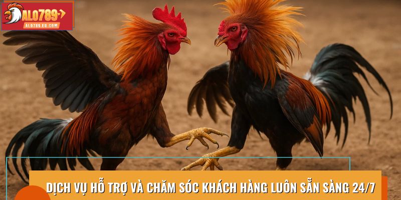 Dịch vụ hỗ trợ 24/7, chăm sóc khách hàng đá gà trực tiếp C3