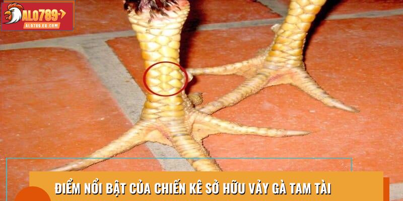 Điểm nổi bật của chiến kê sở hữu vảy gà tam tài