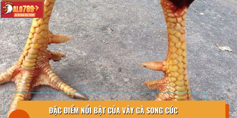 Đặc điểm nổi bật của vảy gà song cúc