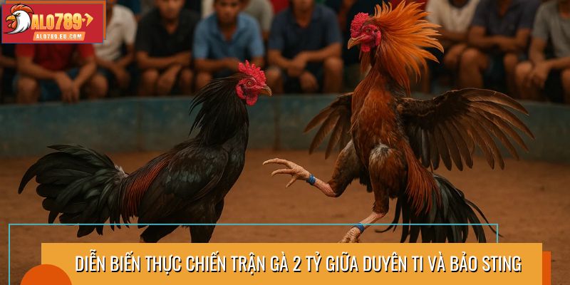 Diễn biến thực chiến trận gà 2 tỷ giữa Duyên Ti và Bảo Sting