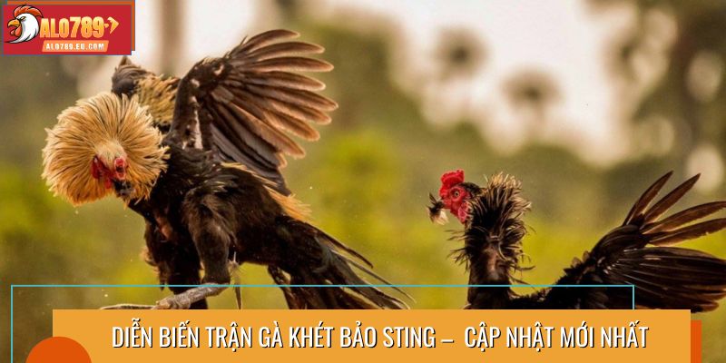 Diễn biến trận gà khét Bảo Sting –  Cập nhật mới nhất