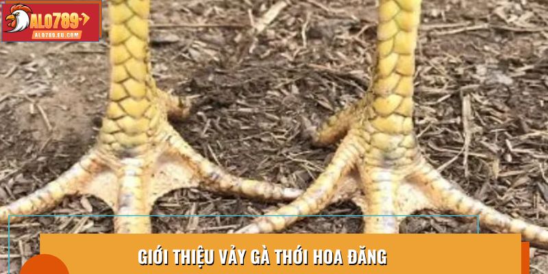 Giới thiệu vảy gà thới hoa đăng