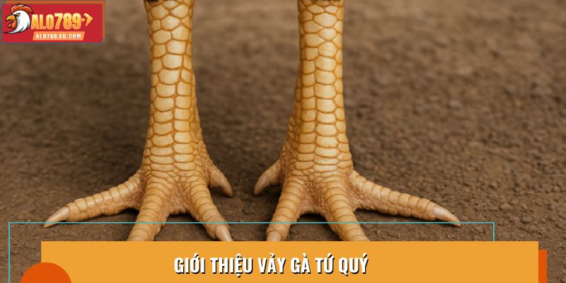 Giới thiệu vảy gà tứ quý