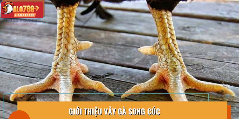 Giới thiệu vảy gà song cúc
