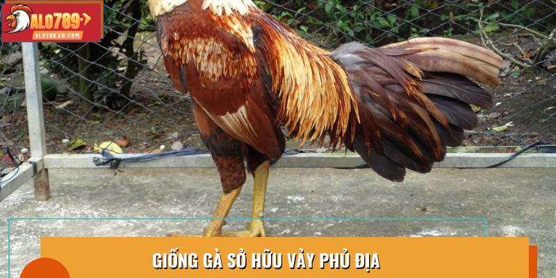 Giống gà sở hữu vảy phủ địa