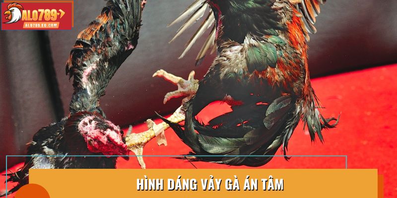 Hình dáng vảy đều đặn, dày giúp bảo vệ và tăng sức bền cho chiến kê