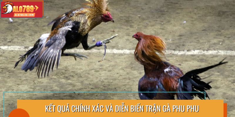 Kết quả chính xác và diễn biến trận gà Phu Phu