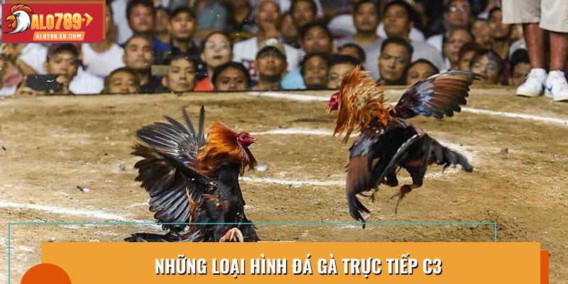 Khám phá các loại hình đá gà trực tiếp C3 đặc sắc