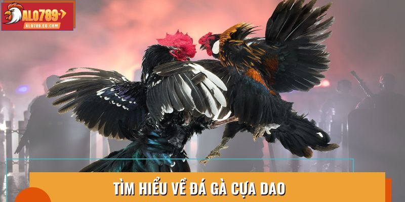 Khám phá chi tiết về đá gà cựa dao