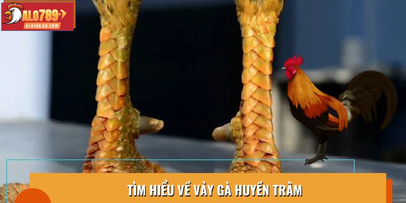 Khám phá chi tiết về vảy gà Huyền Trâm