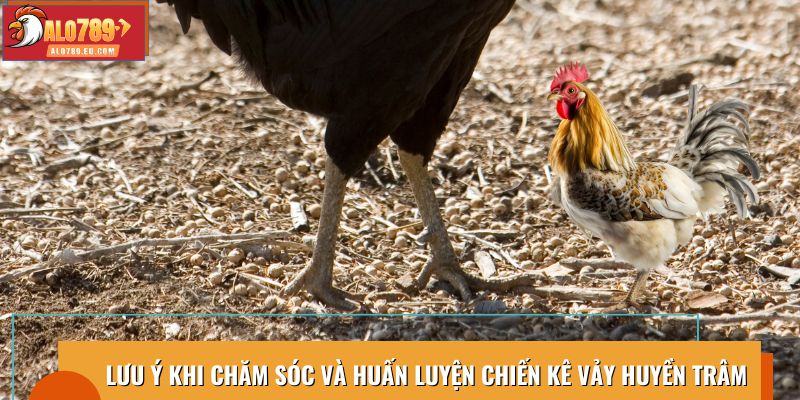 Lưu ý chăm sóc và huấn luyện chiến kê vảy Huyền Trâm