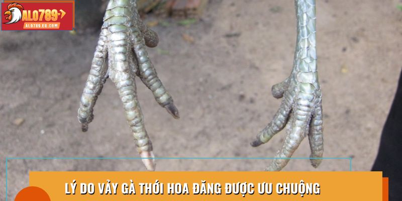 Lý do vảy gà thới hoa đăng được ưa chuộng
