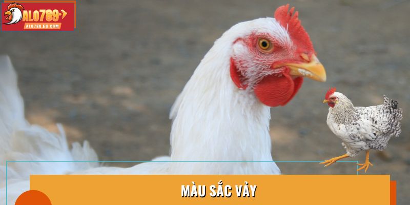 Vảy Gà Bạch Đầu Chỉ nổi bật nhờ sức mạnh và khả năng chiến đấu