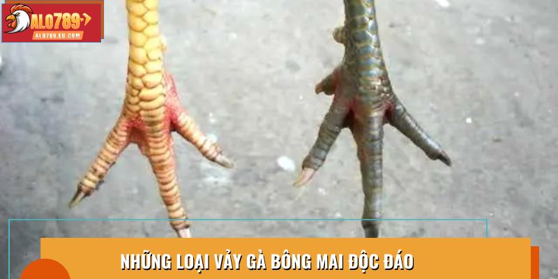 Những loại vảy gà bông mai độc đáo
