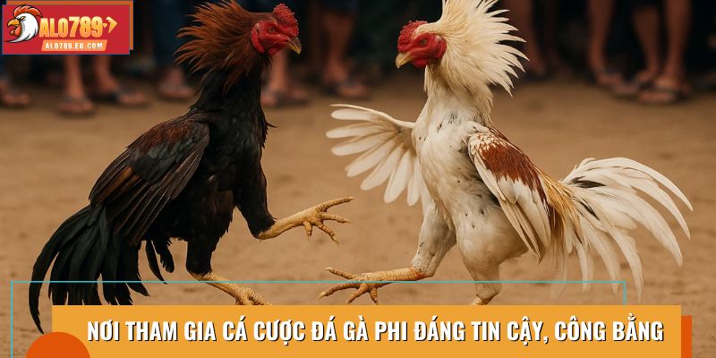 Nơi cá cược đá gà phi uy tín, công bằng, đáng tin cậy