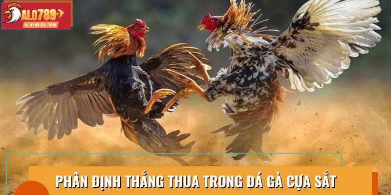 Phân định thắng thua trong trận đá gà cựa sắt quyết liệt
