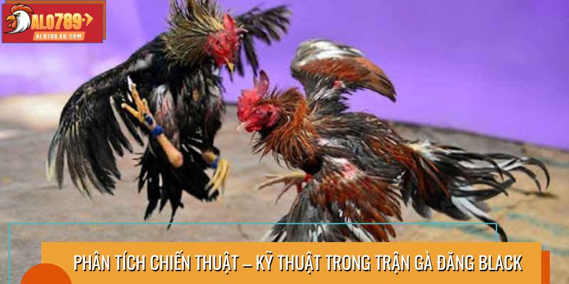 Phân tích chiến thuật – kỹ thuật trong trận gà Đăng Black