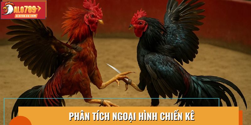 Phân tích đặc điểm ngoại hình của chiến kê Bạch Đầu Chỉ