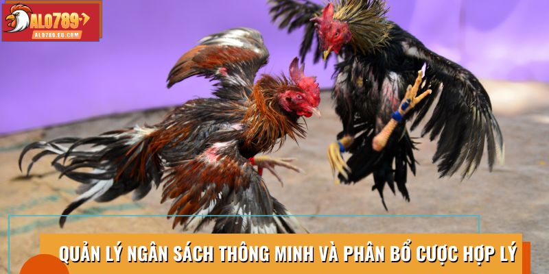 Quản lý ngân sách hiệu quả, phân bổ cược hợp lý để tối ưu
