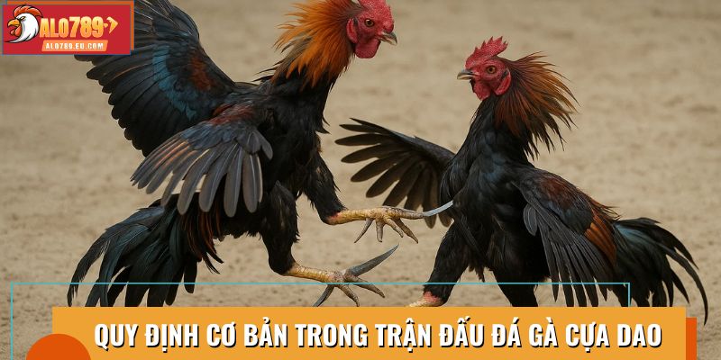 Quy định cơ bản trong trận đấu chọi cựa dao, luật thi đấu