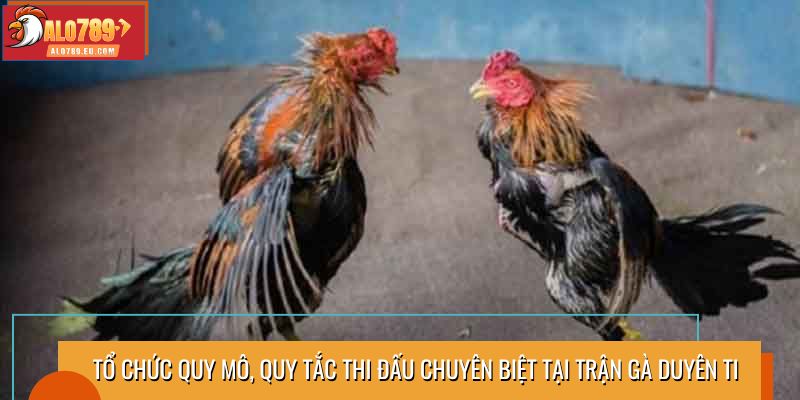 Tổ chức quy mô, quy tắc thi đấu chuyên biệt tại trận gà Duyên Ti
