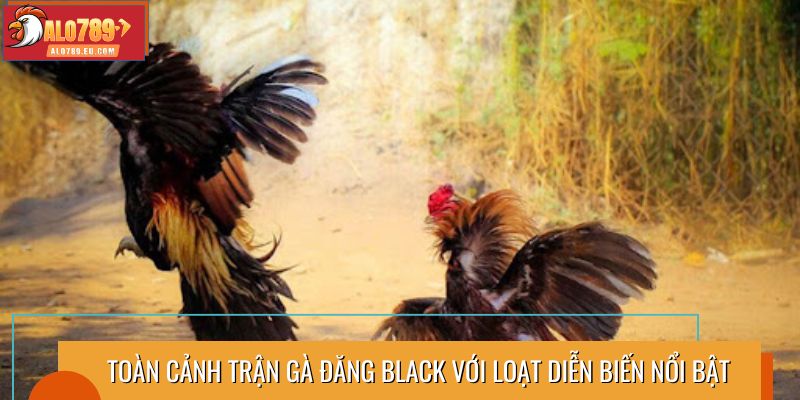 Toàn cảnh trận gà Đăng Black với loạt diễn biến nổi bật