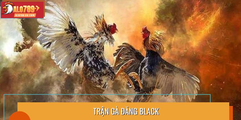 Trận gà Đăng Black