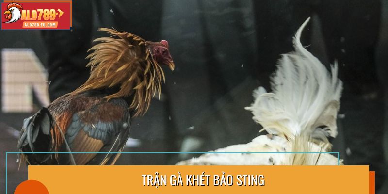 Trận gà khét Bảo Sting