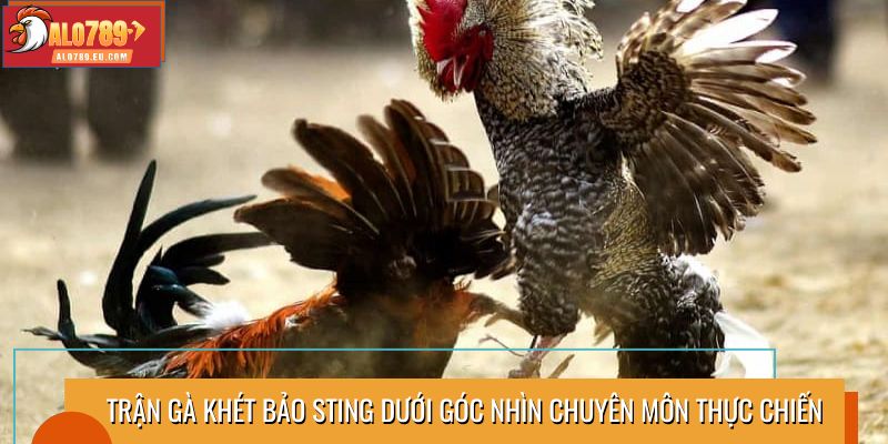 Trận gà khét Bảo Sting dưới góc nhìn chuyên môn thực chiến