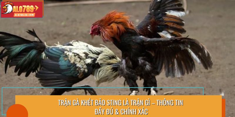 Trận gà khét Bảo Sting là trận gì – Thông tin đầy đủ & chính xác