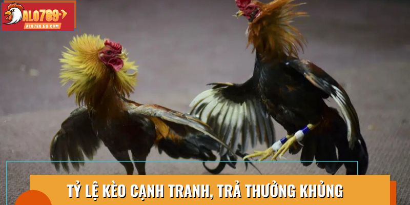 Tỷ lệ kèo cạnh tranh, trả thưởng hấp dẫn tại đá gà cựa sắt