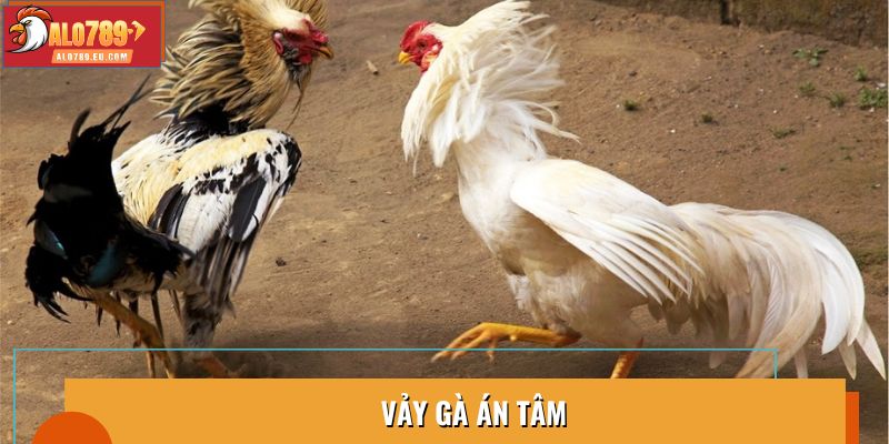 Vảy Gà Án Tâm: Đặc Điểm Nổi Bật Giúp Chiến Kê Chiến Thắng
