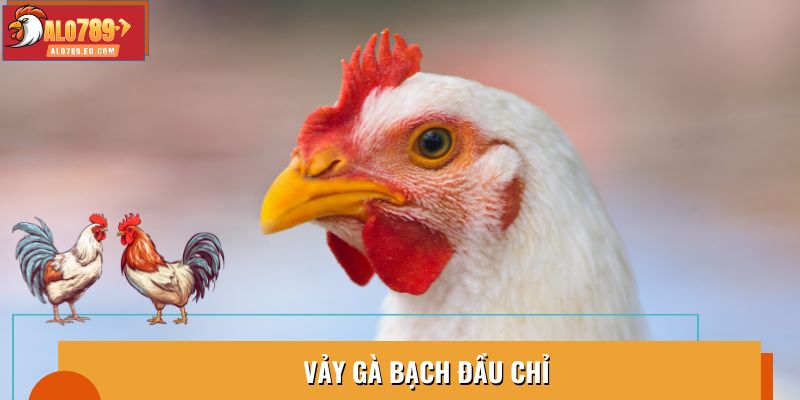 Vảy Gà Bạch Đầu Chỉ: Đặc Điểm Tạo Nên Sức Mạnh Chiến Kê