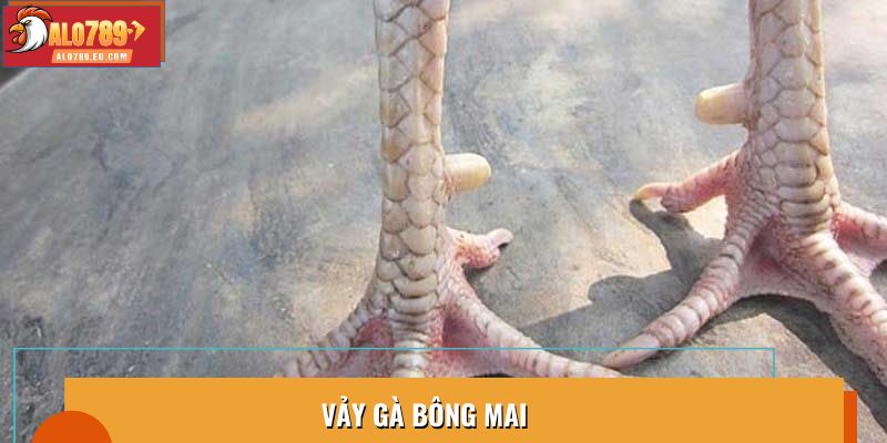 Vảy Gà Bông Mai Đặc Điểm Nổi Bật Giúp Gà Chiến Vượt Trội
