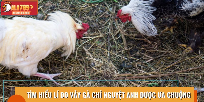Vảy Gà Chỉ Nguyệt Anh nổi bật nhờ độ bền và sức mạnh