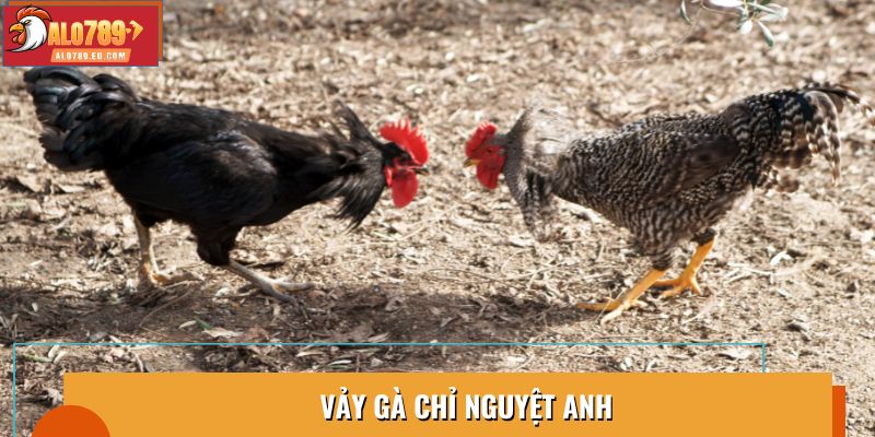 Vảy Gà Chỉ Nguyệt Anh: Yếu Tố Quyết Định Sức Mạnh Chiến Kê