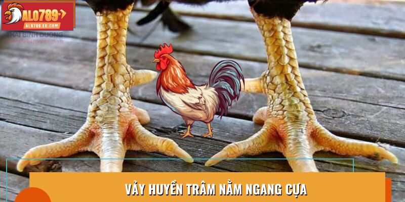 Vảy gà Huyền Trâm đặc biệt, nằm ngang cựa gà